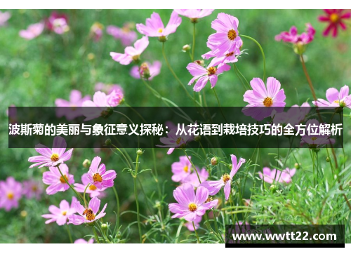 波斯菊的美丽与象征意义探秘:从花语到栽培技巧的全方位解析 波斯菊的美丽与象征意义探秘:从花语到栽培技巧的全方位解析